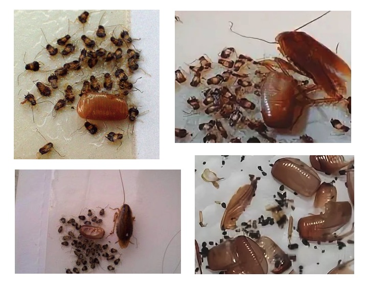 Нежеланные гости: как избавиться от тараканов в доме